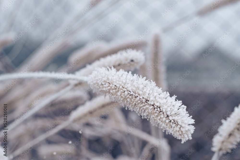 Leinwandbilder close up frozen wild grass of a wild greater. nature background pattern texture for design.