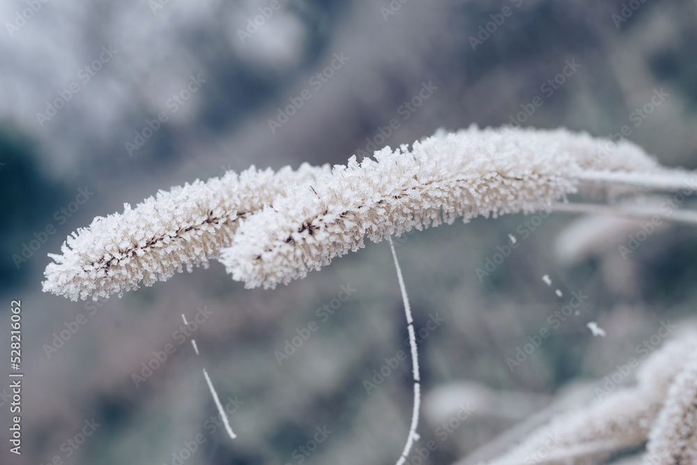 Poster close up frozen wild grass of a wild greater. nature background pattern texture for design.