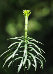 Close up of flowering water Euphorbia plant with a inflorescence in spring