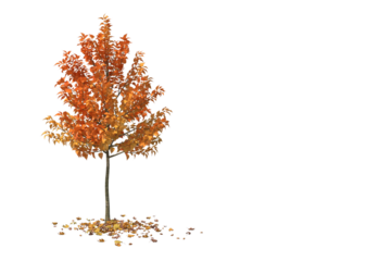 Beautiful Autumn Season