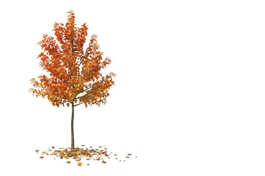 6,714,821 Autumn Trees Images, Stock Photos, 3D objects, & Vectors
