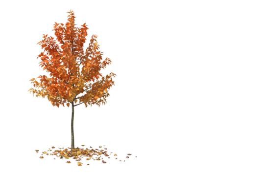 Beautiful Autumn Season