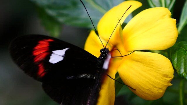 Detalle de una mariposa abriendo sus alas al alimentarse.