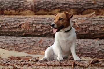 little dog on the background of wooden tree trunks.
piesek na tle drewnianych pni drzew.
Jack Russell Terrier