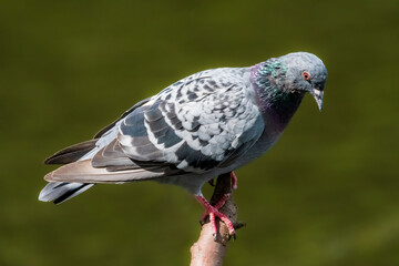 close up of a pigeon