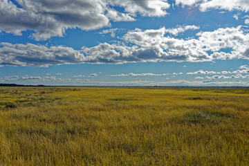 Fototapeta premium nature swamp trees