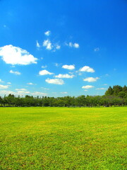 初秋の草原と林のあるみさと公園風景