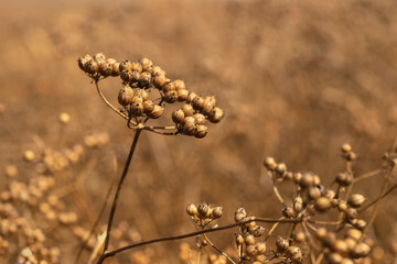 ripe head of coriander plants on field ready to harvest