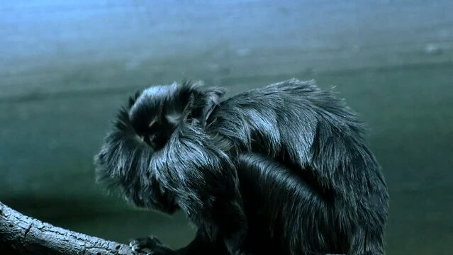 Un Tit&iacute; de Goeldi con su cr&iacute;a encima de su cuello.