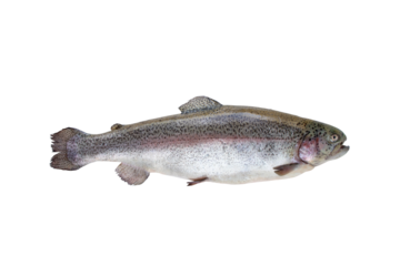 Rainbow trout fish or Oncorhynchus mykiss isolated transparent png