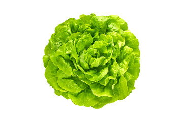 Green trocadero lettuce salad head top view isolated transparent png