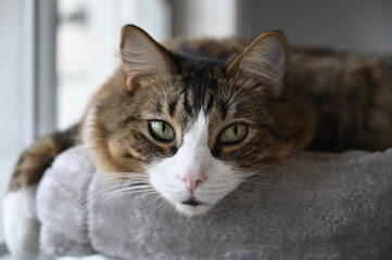 Attractive Cat portrait, full face, nice expression.