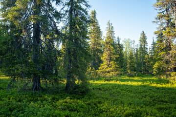 Fototapeta na wymiar Summery old-growth taiga forest in Riisitunturi National Park, Northern Finland