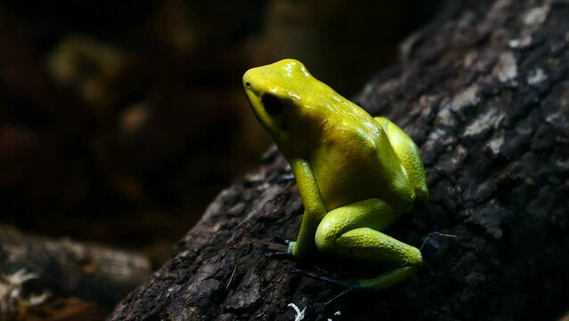 detalle de una rana flecha dorada