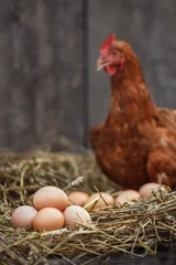Keuken spatwand met foto closeup heap of eggs with red chicken in dry straw inside a wooden henhouse © alter_photo