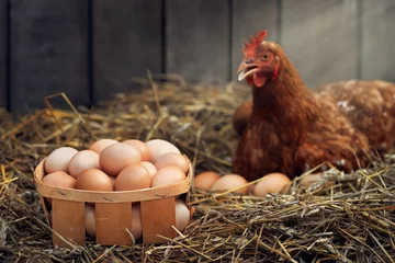 Fototapeten box of eggs with red chicken in dry straw inside a wooden henhouse © alter_photo