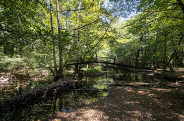 pont de bois ancien sur une rivière en sous bois dans la forêt de chaux dans le Jura en été - obrazy, fototapety, plakaty