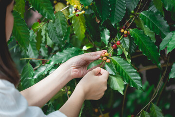 Woman's hands harvesting ripe Red coffee bean berry plant fresh seed coffee tree growth green eco...