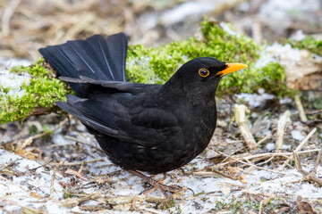 Amsel (Turdus merula) Männchen