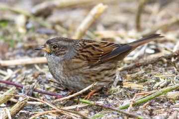 Heckenbraunelle (Prunella modularis)