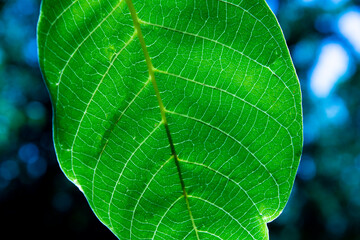 Green leaf texture, macro leaf texture.