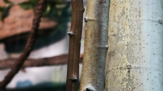 Tit&iacute; de pincel blanco sobre el agarrado a un tronco de un &aacute;rbol.