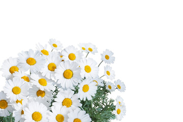 Daisy white yellow flowers floral corner isolated transparent png