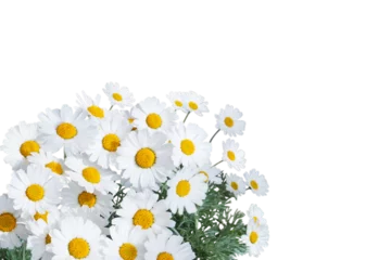 Schilderijen op glas Daisy white yellow flowers floral corner isolated transparent png © photohampster