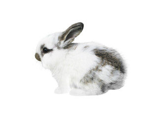 White little spotty rabbit isolated transparent png © photohampster