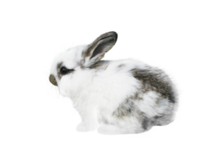 White little spotty rabbit isolated transparent png