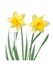 Two yellow daffodil flowers with leaves isolated transparent png