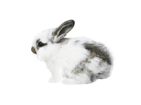 White little spotty rabbit isolated transparent png