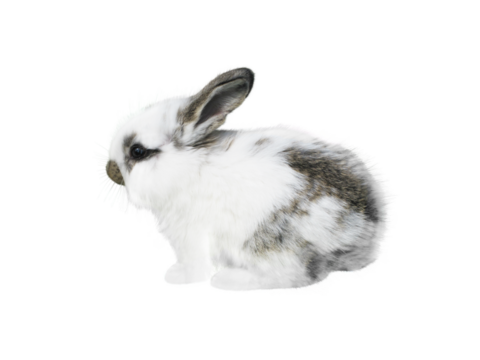 White little spotty rabbit isolated transparent png