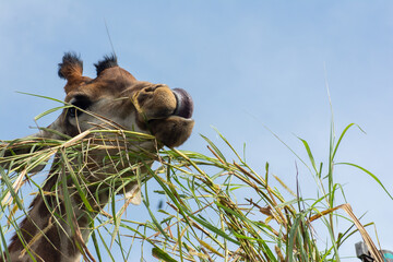 giraffe eating grass