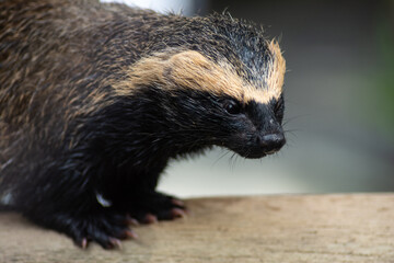 Gorgeous wild ferret with blurry background