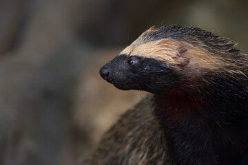 Gorgeous wild ferret with blurry background