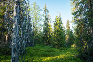 Summery old-growth taiga forest in Riisitunturi National Park, Northern Finland