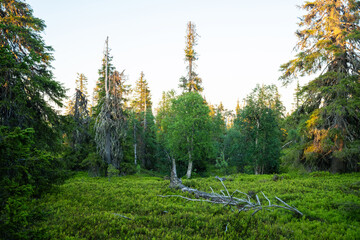 Summery old-growth taiga forest in Riisitunturi National Park, Northern Finland