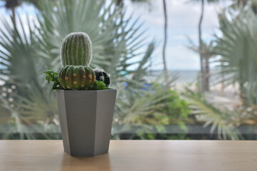 Cactus in pot for home decoration, Flower in pot on a wooden table