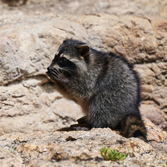 Wild Raccoon. Procyon lotor. Funny young raccoons live and play on a rock. Wildlife America