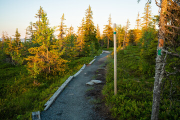 Obraz premium Marked Riisin Rääpäsy hiking trail during a beautiful summery sunset in Riisitunturi National Park, Northern Europe