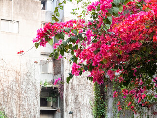 Beautiful red flowers by the road