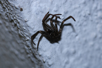 segestriidae black spider macro photo