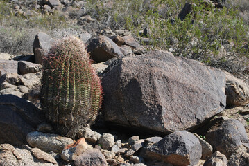 Barrel Cactus by Rock