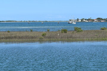Reeds in the water
