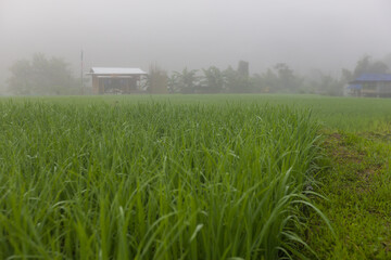 the fog cover over rice field step in the morning