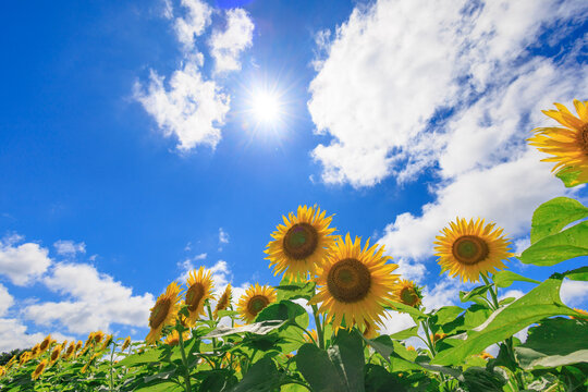 ひまわりと青空
