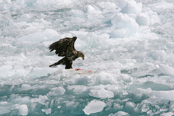eagle on ice