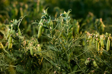 Pods of ripening green peas closeup. Green pea pods ripen on bush. Vegetable garden with growing green peas. Ripen green peas. Growing organic food