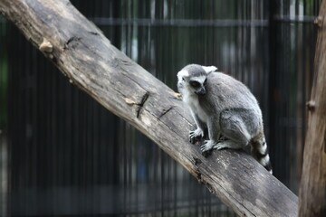 portrait of ring-tailed lemur sitting on a log